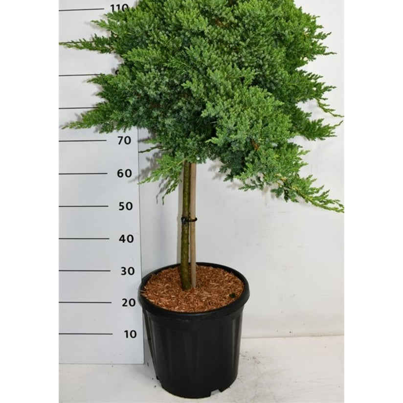 Kryp-en – Juniperus procumbens 'Nana' - 80 CM Stem C25
